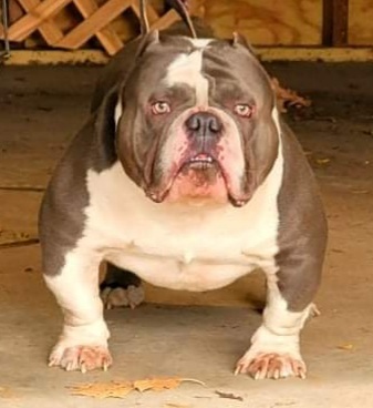 Cayenne of Anonymous Bullies Kennel of Anonymous Bullies Kennel