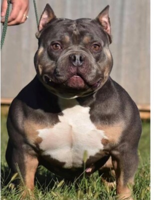 Ch Absolute American Bully Blue Dream of (not available)