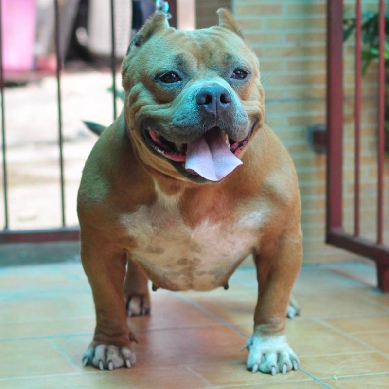 Ch. Kendra Superstar of Golden Bully Kennel