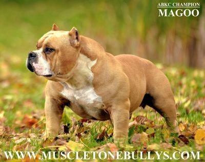 Ch Muscletone’s Mr. Magoo of (not available)