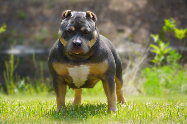 CH Tamtuff Bullies Freya of The Bullys Playground