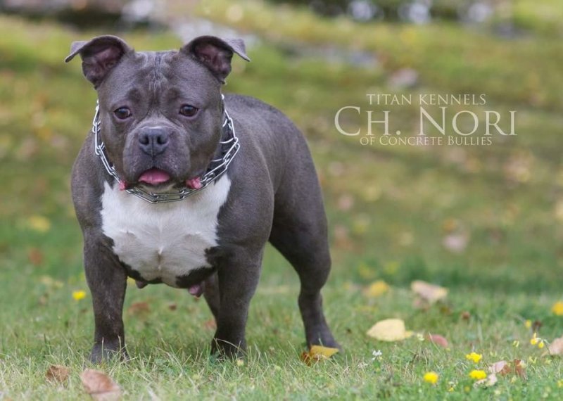 Ch TK's Marilyn Monroe aka Nori of Concrete Bullies