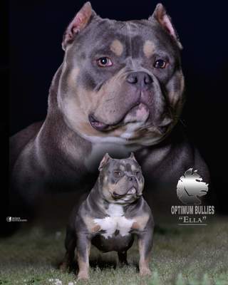 Ch.Ella May Frazier of Optimum bullies