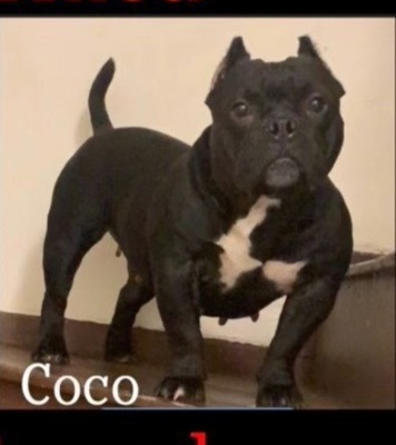 Coco of Migos kennel