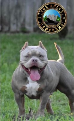 Coco Chanel of The Bully Compound
