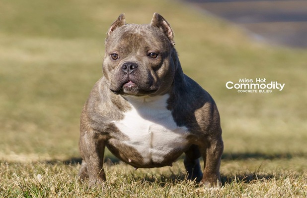 Concrete Bullies Miss Hot Commodity of (not available)