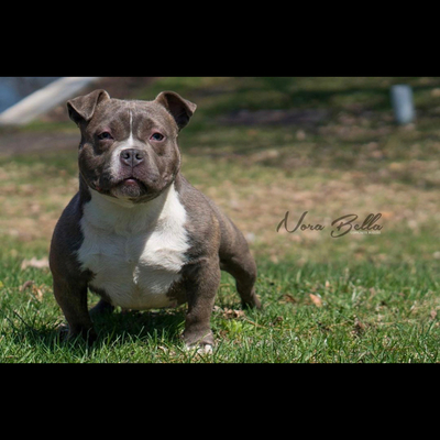 Concrete Bullies Nora Bella of Landslide Kennels