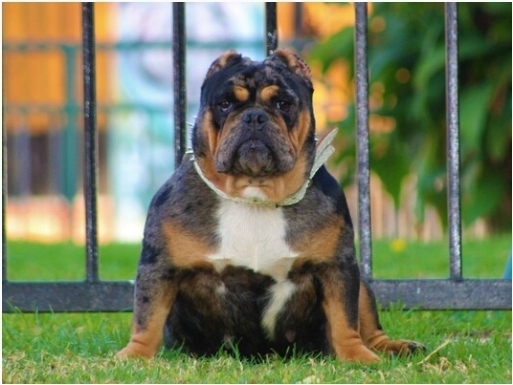 Danka of Bully seed kennel