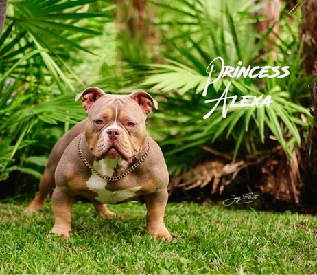 DBB’s Princess Alexa of Team DBB kennels