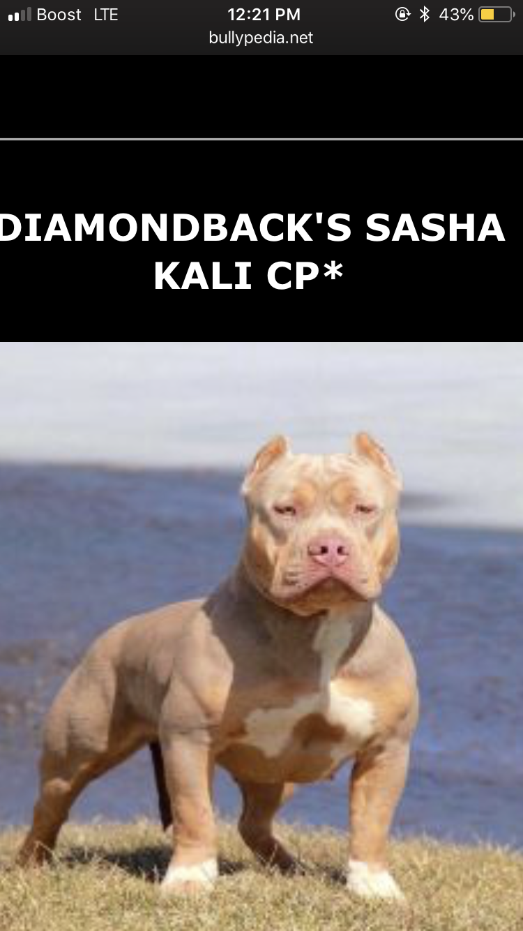 Diamondbackâ€™s Sasha Kali of (not available)