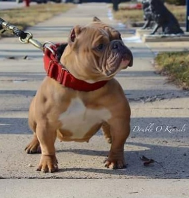 Double O Kennel's Hennessy X.O of (not available)