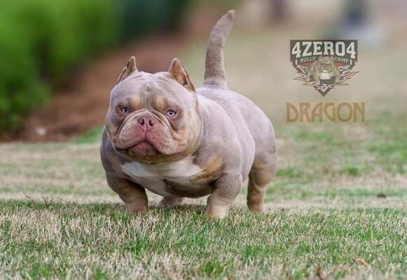 Dragon of Villas Kennel/4zero4bullycamp