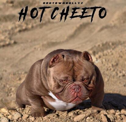 DTB’s Hot Cheeto of DogTown Bullyz