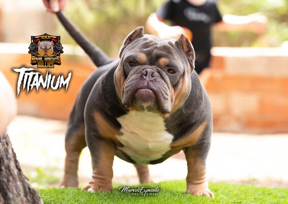 DTB TITANIUM of royal knights bullies of Royal knights bullies