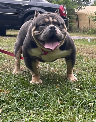 DUCATILINES CHANGO LOCO of Ducatiline Bullyz