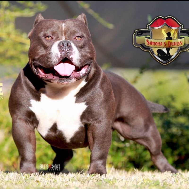 DYNAMIGHT'S ACE AT SIMONA BULLYS of Dynamight Bullies