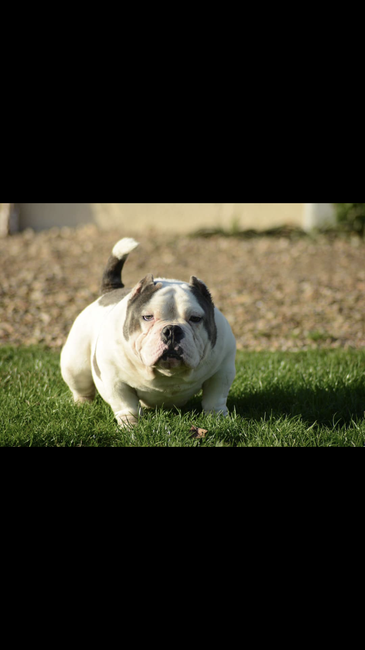 E O G A1 of LegendBullyCamp of LegendBullyCamp