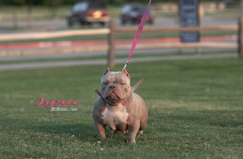 EBC Lyra of Evolution Bully Camp