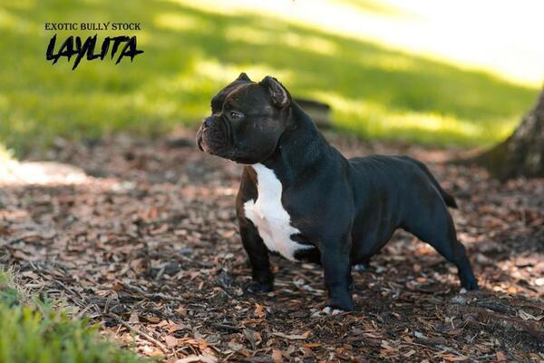 EBS-Laylita of Exotic_Bully_Stock