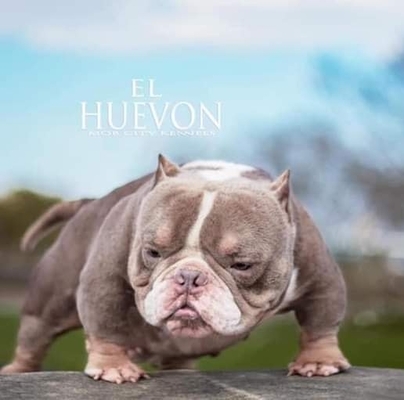 El Huevon of (not available)