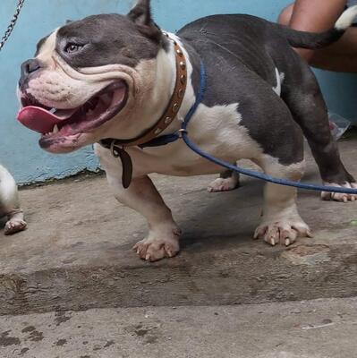 el sapo bam bam of tito tejas kennel