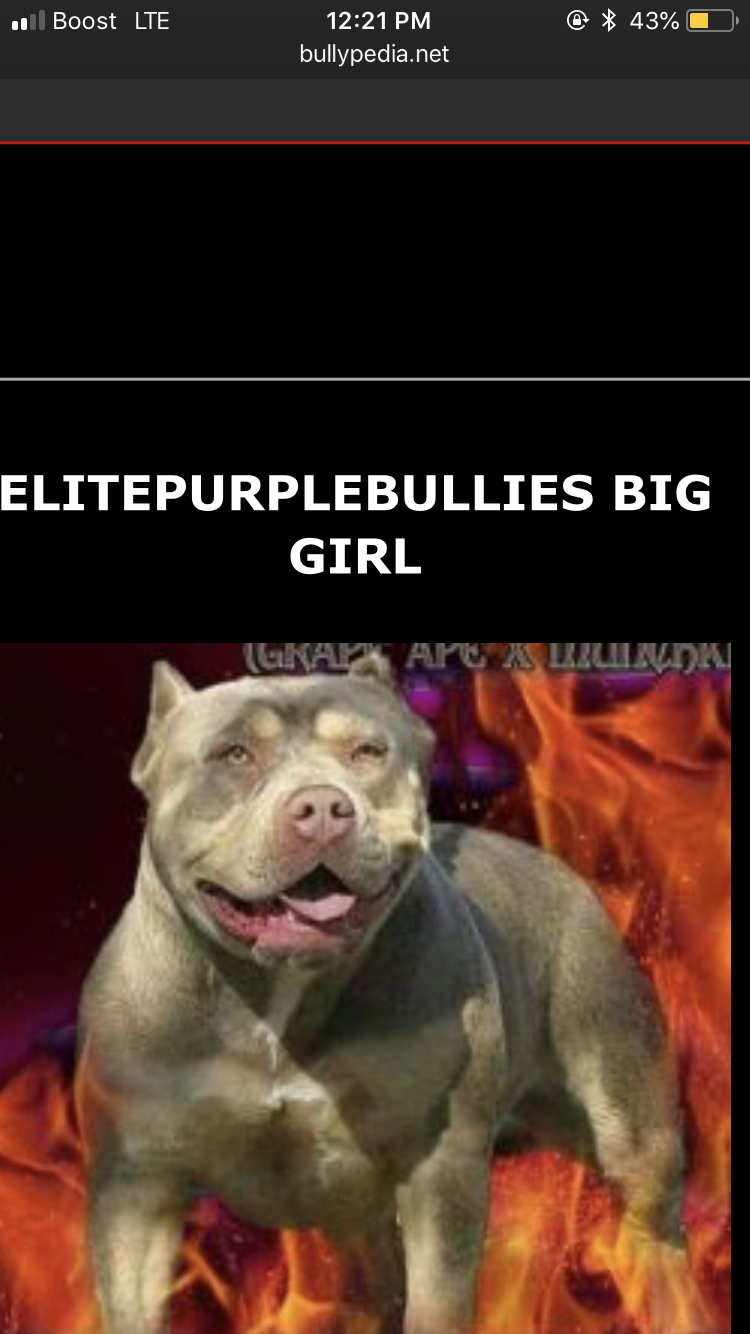 Elitepurplebullies Big Girl of (not available)