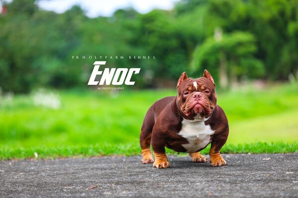 ENOC of PR Holy Farm Kennel