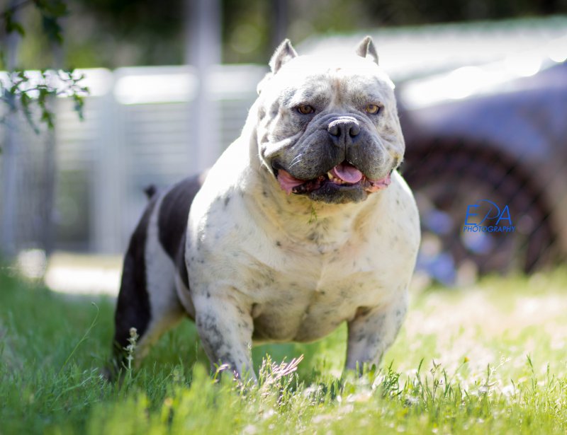 EPA's Panda of Extreme Pits of Augusta