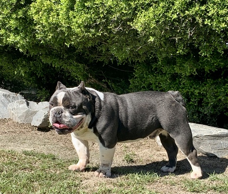 Family Kingdom’s Bruce Leroy of Family Kingdom’s Bullies