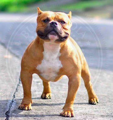 FIREDUPKENNEL LUCAS OF BULLY ARMORY of (not available)