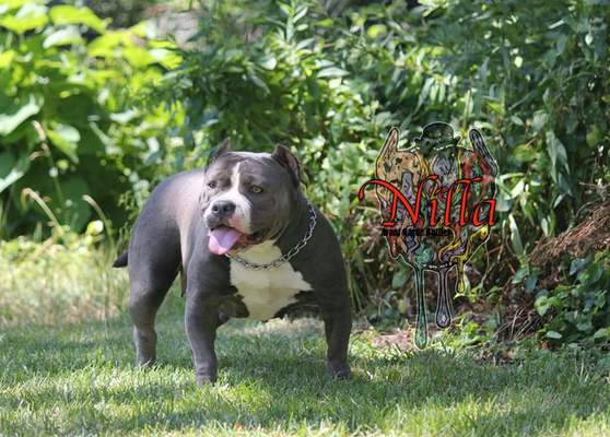 FOREVERBLESS BULLIES Nilla of FOREVERBLESS BULLIES