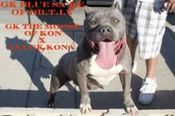 GANGHIS KON BLUE SAKE OF DBT LY DNA-P of (not available)