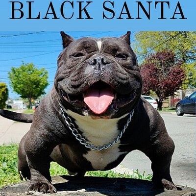 GANGLAND'SBLACK SANTA of GANGLAND BLOOD