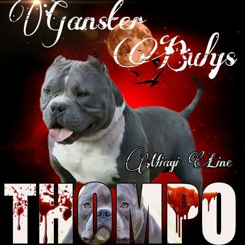 GANSTERS BULLYS THOMPO of GANSTERS BULLYS