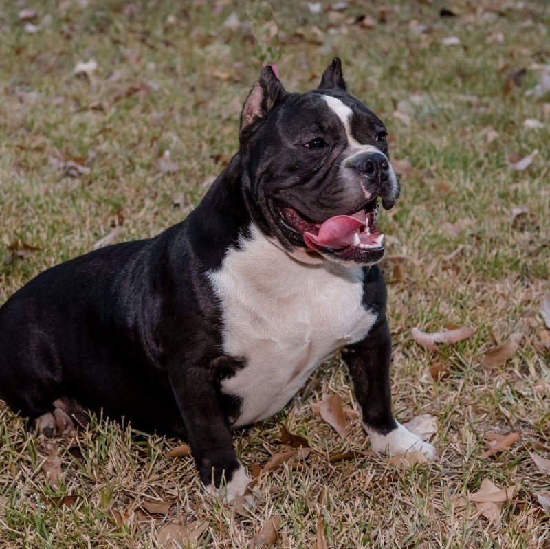 GBB KOOKIE of Guerrilla Bred Bullies