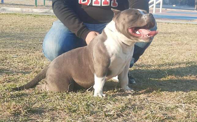 GBK TANKE of GARCÍA BULLY KENNEL