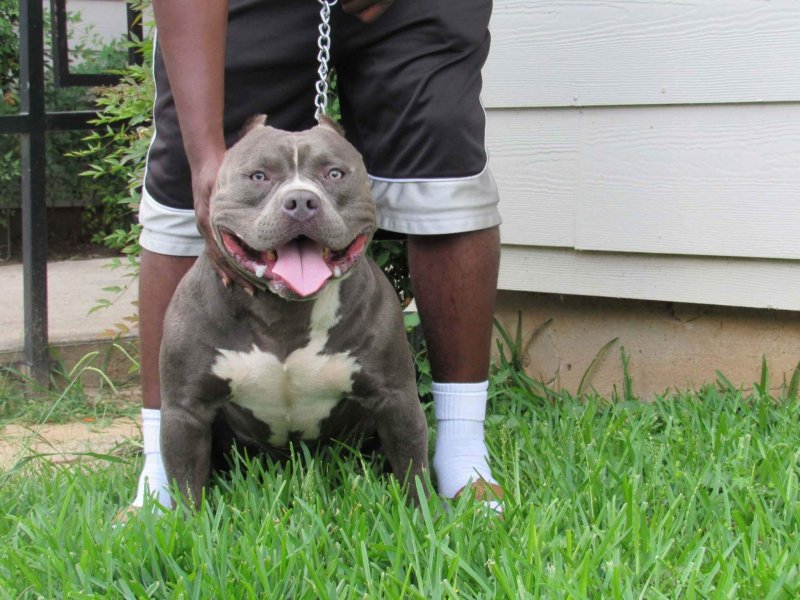 GCBC Cane of G-county bully camp