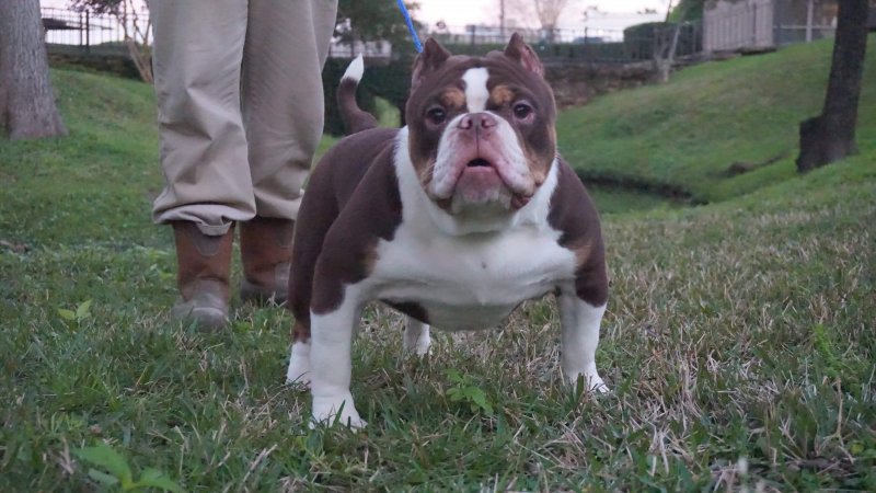 GCBC Dâ€™usse of Galveston county bully camp