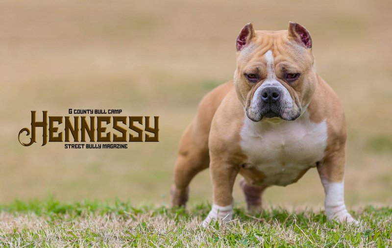 GCBC hennessy of Galveston county bully camp