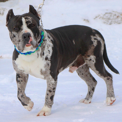 GDLBFP The King Pin of VB's of Valley Bullies