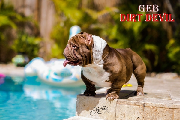 GEB DIRT DEVIL of GARCIA'S EXOTIC BULLYS