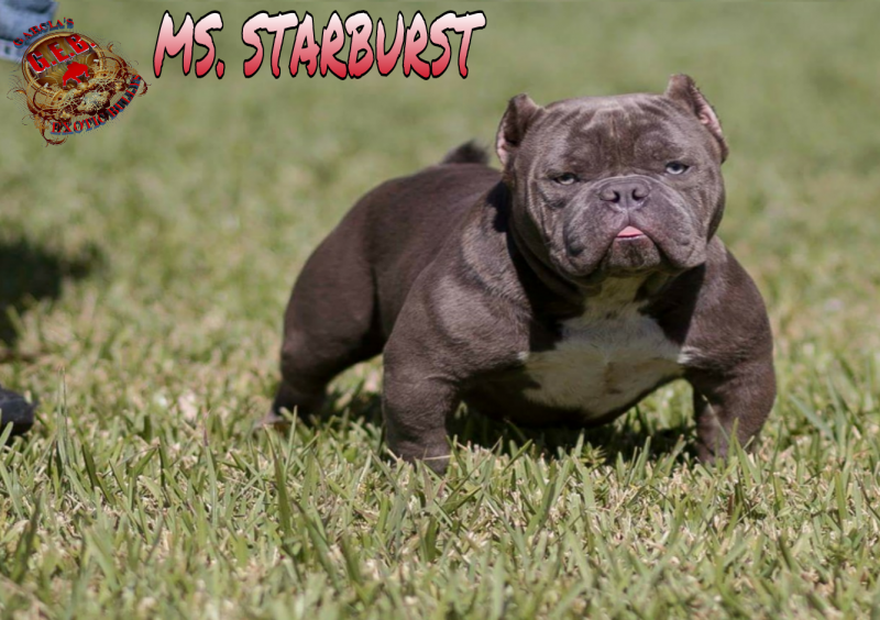 GEB MS STARBURST of (not available)