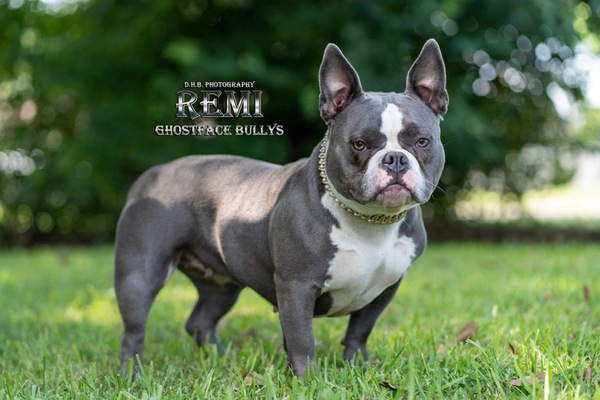 GFB’S REMI of GHOST FACE BULLIE’S