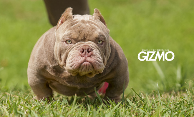 Gizmo of Ballance It Out Exotic Bullyz