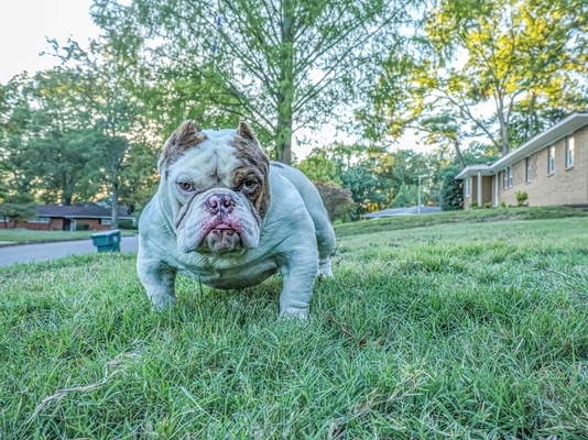 Gizmo the Merle Shooter of Space Age Bulliez