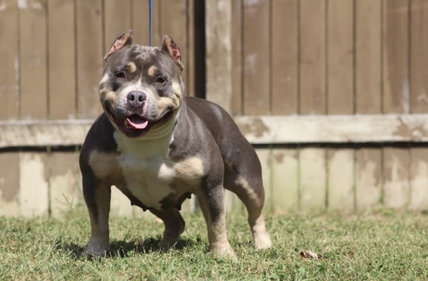 Goddess of King of Kennels