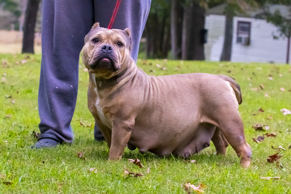 GOLDEN STAR of SHOGUNZ BULLY KENNEL