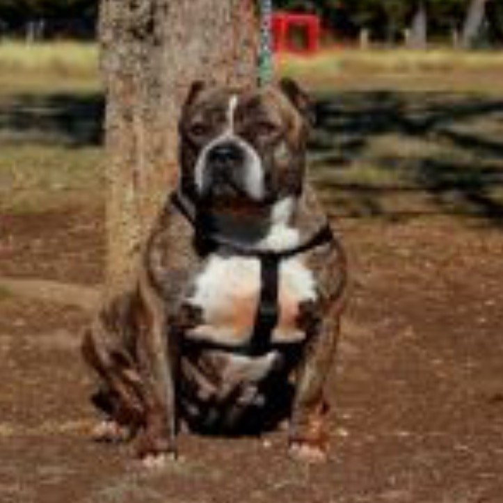 Goldenline Bullys Queen lunatic of (not available)