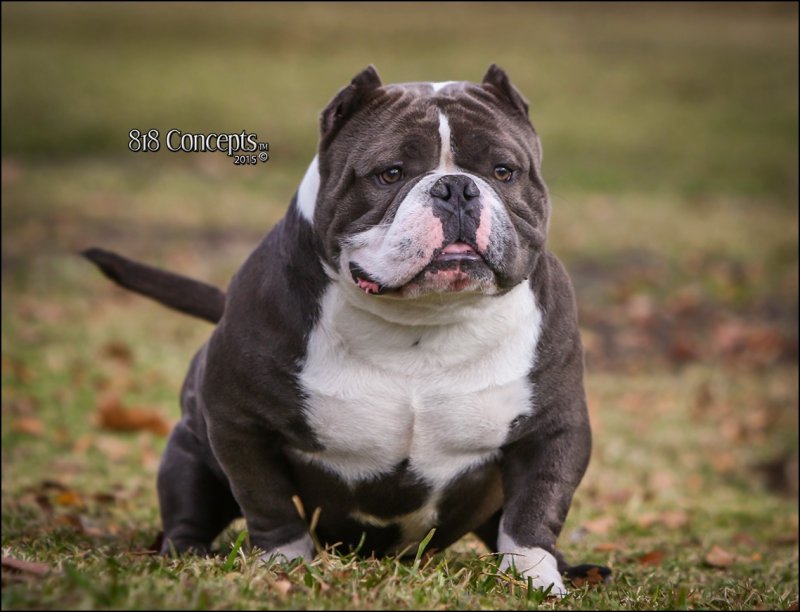 Goldenline Prodigy of Goldenline Bullys