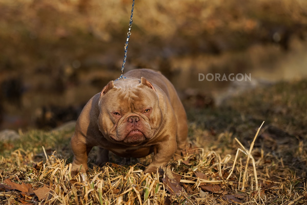 Goldenlinebullys Doragon of (not available)